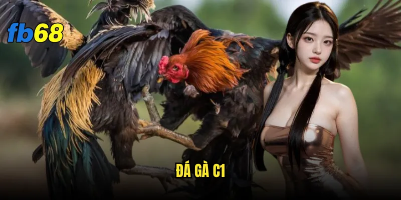 Đá gà C1 tại fb68 có thực sự mang đến trải nghiệm đỉnh cao? 6 đá gà C1