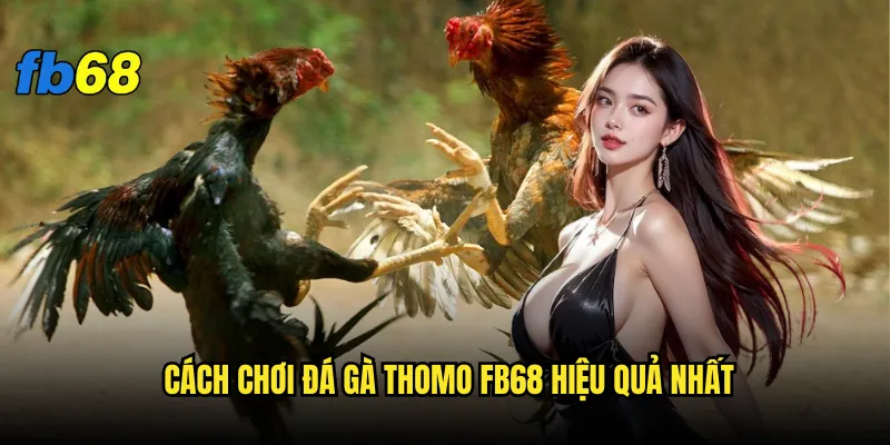 Đá gà Thomo fb68 có gì đặc biệt mà game thủ mê mẩn? 3 Cách chơi đá gà Thomo fb68 hiệu quả nhất