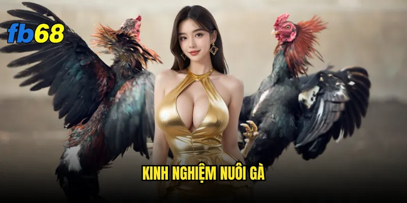 Kinh nghiệm nuôi gà fb68 - Bí kíp nào giúp gà chiến thắng? 5 Kinh nghiệm nuôi gà