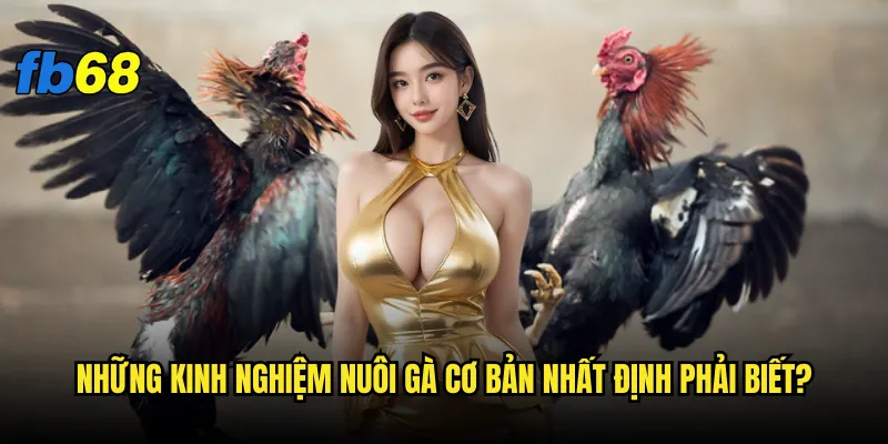 Kinh nghiệm nuôi gà fb68 - Bí kíp nào giúp gà chiến thắng? 2 Những kinh nghiệm nuôi gà cơ bản nhất định phải biết?