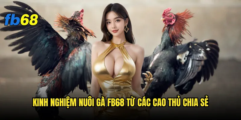 Kinh nghiệm nuôi gà fb68 - Bí kíp nào giúp gà chiến thắng? 3 Kinh nghiệm nuôi gà fb68 từ các cao thủ chia sẻ