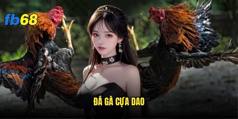 Đá gà cựa dao fb68 nguy hiểm như thế nào? 8 đá gà cựa dao