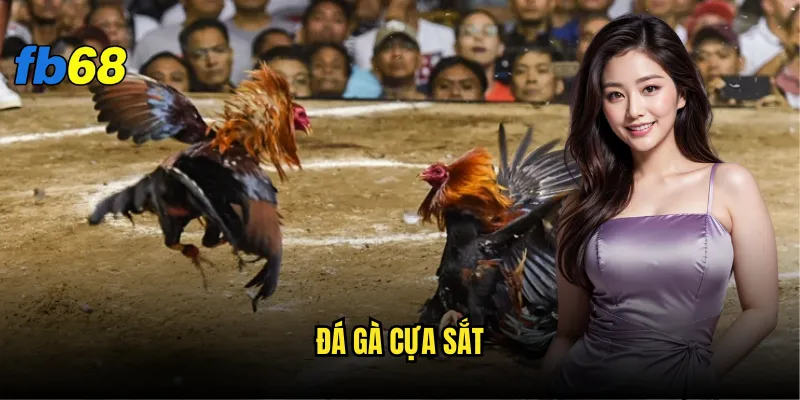 Đá gà cựa sắt fb68 có phải là lựa chọn tốt nhất? 2 đá gà cựa sắt