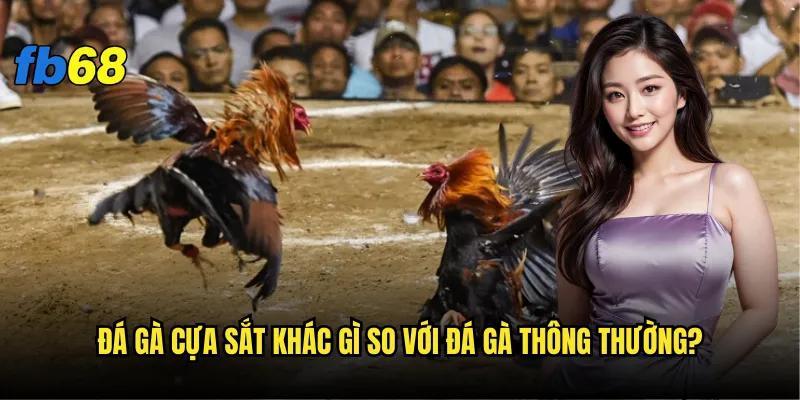 Đá gà cựa sắt fb68 có phải là lựa chọn tốt nhất? 2 Đá gà cựa sắt khác gì so với đá gà thông thường?