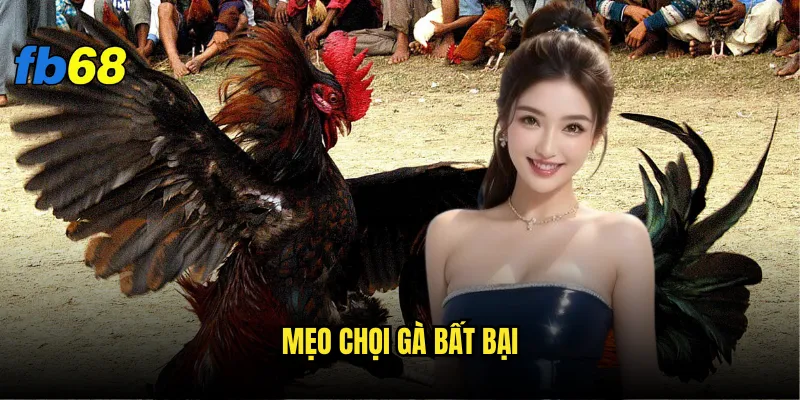 Mẹo chọi gà bất bại fb68 - Có thực sự tồn tại không? 4 mẹo chọi gà bất bại
