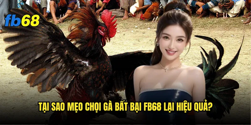 Mẹo chọi gà bất bại fb68 - Có thực sự tồn tại không? 3 Tại sao mẹo chọi gà bất bại fb68 lại hiệu quả?