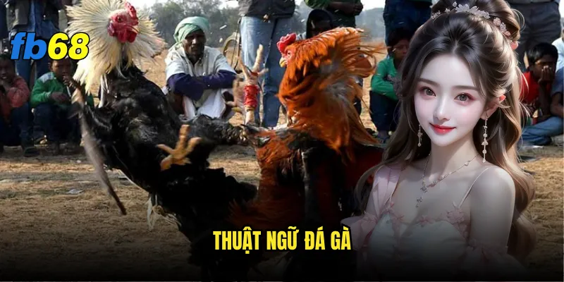 Thuật ngữ đá gà fb68 - Bạn đã nắm vững bao nhiêu? 1 Thuật ngữ đá gà