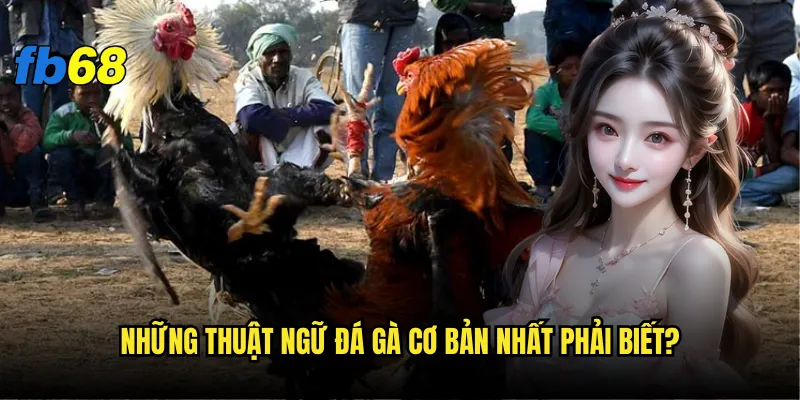 Thuật ngữ đá gà fb68 - Bạn đã nắm vững bao nhiêu? 2 Những thuật ngữ đá gà cơ bản nhất phải biết?